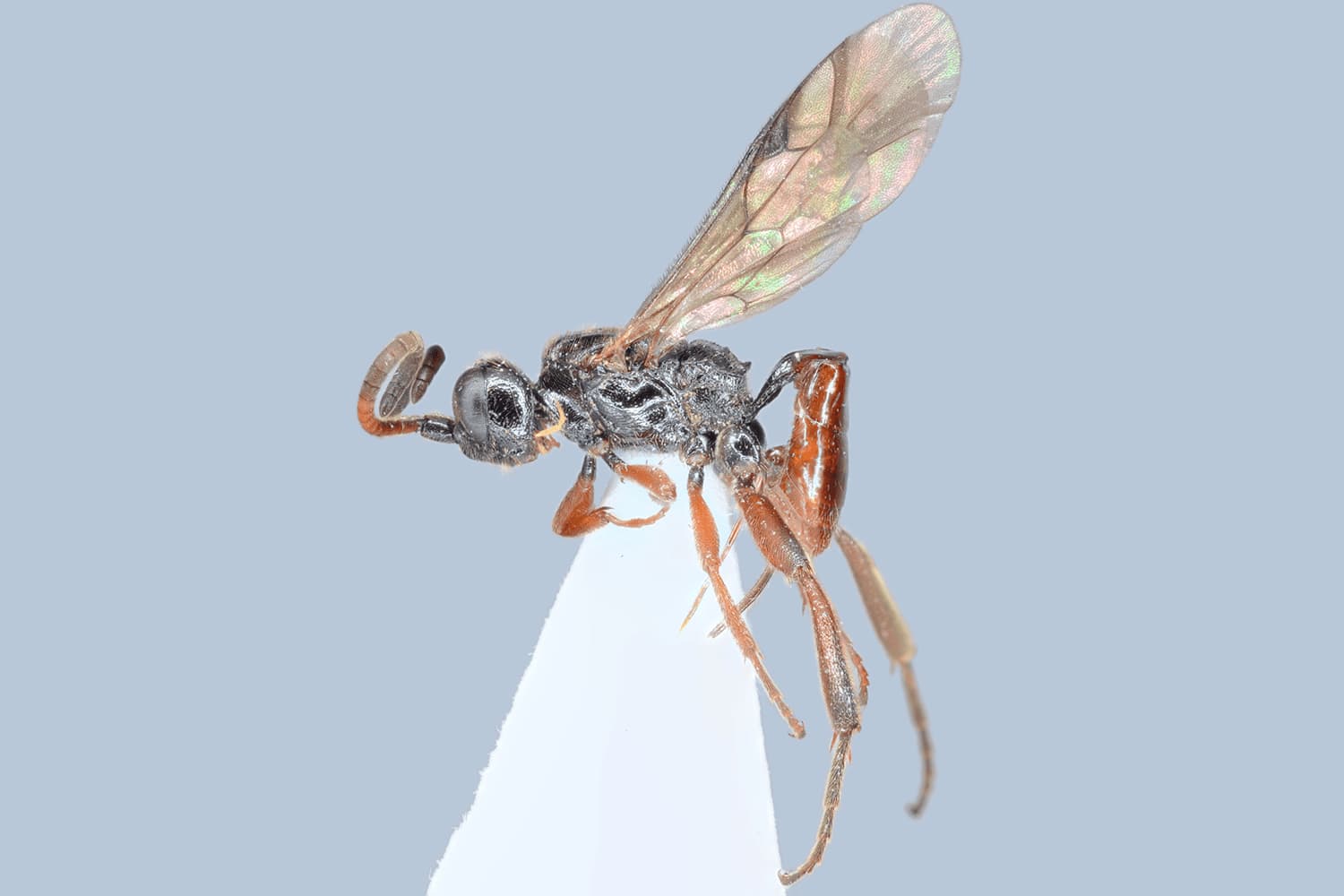 Default image